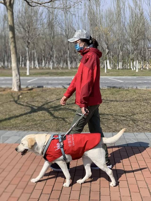 带导盲犬爬泰山后续！账号被扒，带狗到处旅游，基地回应大快人心