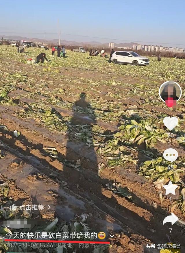 200亩白菜遭哄抢后续：损失超百万	，菜农发声，更过分的还在后面