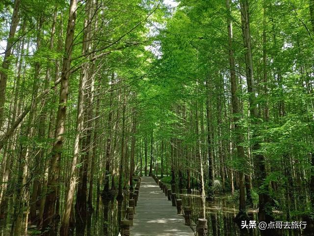 成都漂浮在水上的森林，凉风阵阵，超级清凉，被严重低估了！