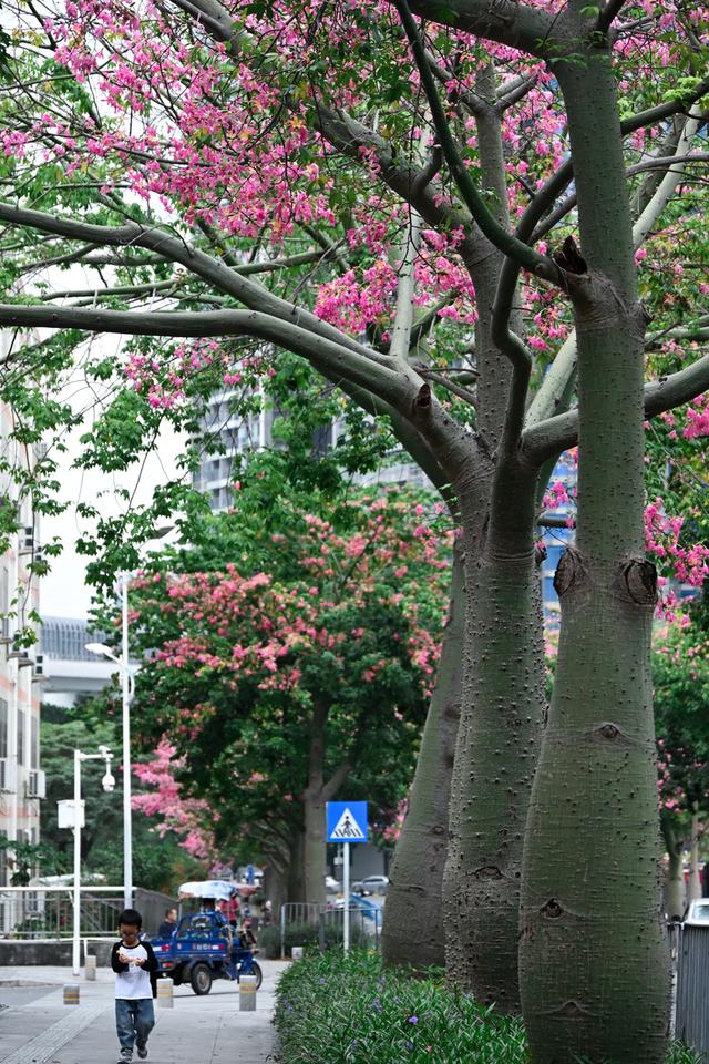 深活指南｜免费！深圳这些赏花点美成漫画，不允许有人不知道！