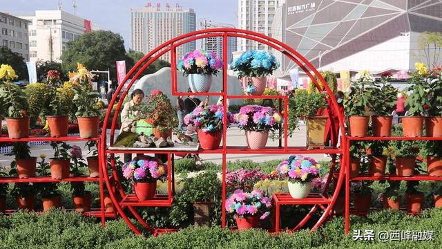 【深入开展城市管理提质年行动】西峰区“菊韵金秋”菊花展打造市民沉浸式体验新场景