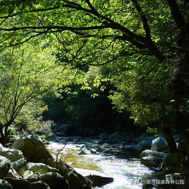 秋意漫染黑河，清风轻吟，邂逅一场如诗的秋日美景