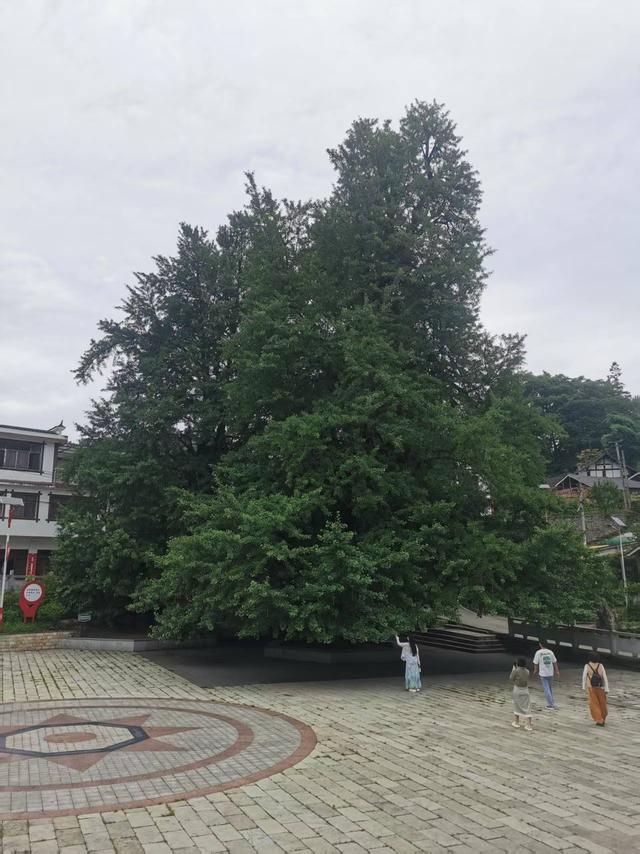 贵阳修文：古杏“红土”有“大木”