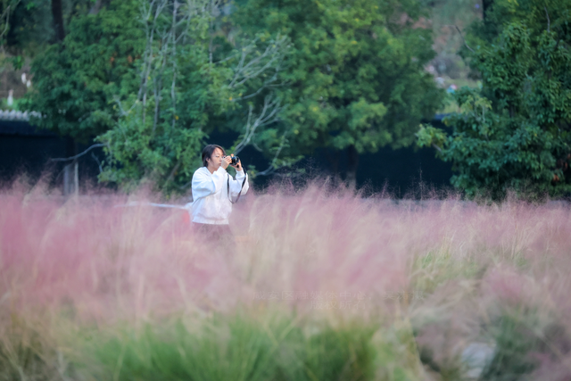 组图：深秋粉黛 邂逅城中小浪漫