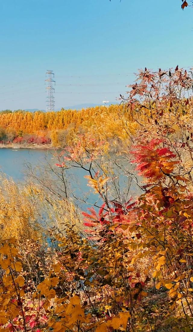 18公里步道免费开放！北京西五环边这个公园迎来最佳观赏期