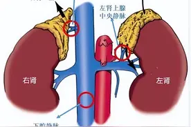 肾上腺素的前世今生图片