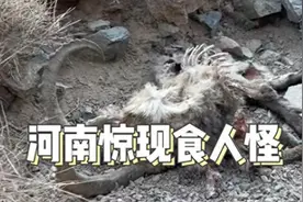 03年河南现神秘“食人怪”，花豹被吞活剥，专家调查发现不简单图片