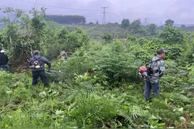 两广的朋友祭祖有多夸张，这是真的吗？图片