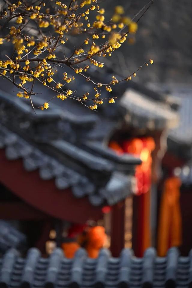 快看！从哈尔滨的冰雕里，挖出了整个真·泰安！