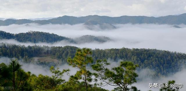 楚雄紫溪山：一棵叫“撑腰”的老树，用六百多年接住了凡人的期待