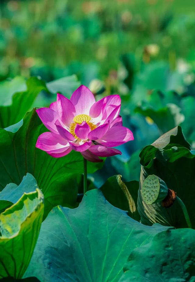 三板溪公园荷花盛开，来两江新区捕捉这份夏日限定美景