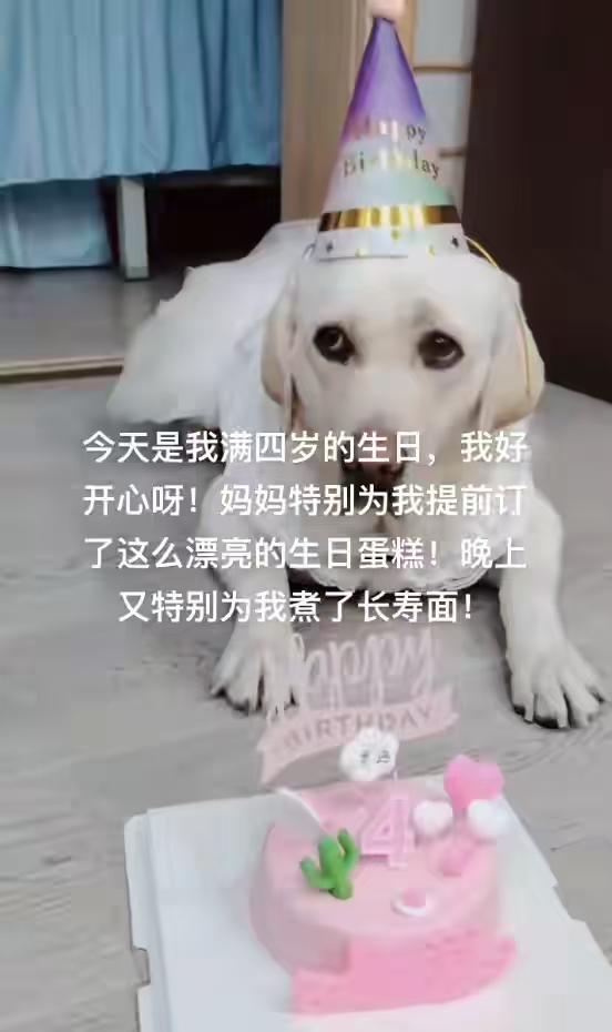带导盲犬爬泰山的夫妻被网友批评，导盲犬芬迪看着非常累