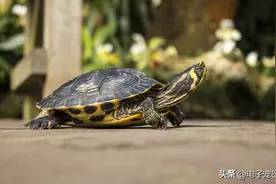 乌龟害怕的四个东西是什么？很多人不知道，养乌龟的人一定要了解图片