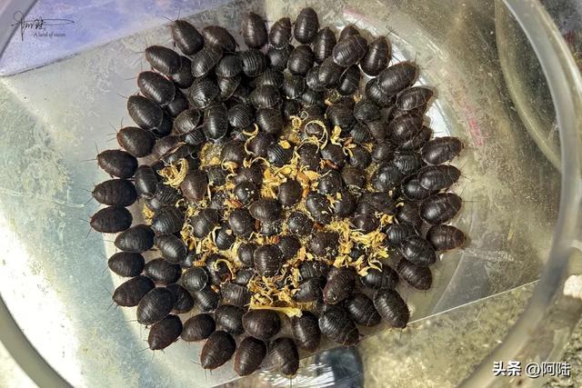 安顺市有个民生市集全年无休，烟火气息浓厚，每天还有人跳民族舞