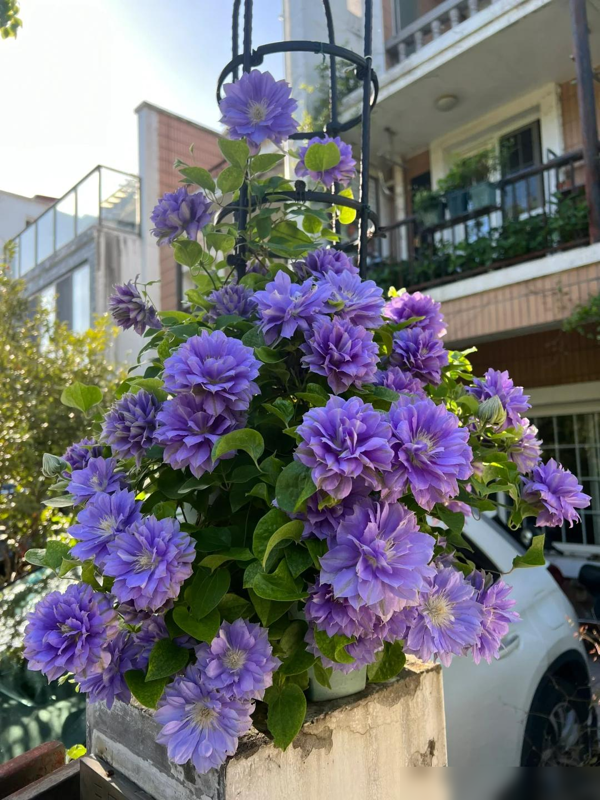 江苏一女子因“院里一棵花”走红，网友：养功了得，比假花还要美