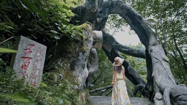 暂别川西！乐山黑竹沟已经美到神仙级！