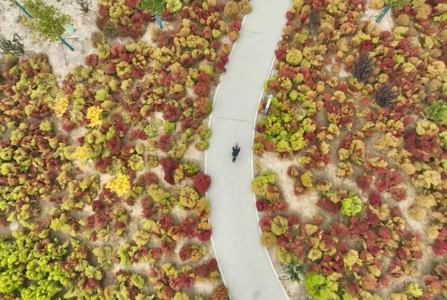 如梦如幻！生态城惊现秋季最美打卡地