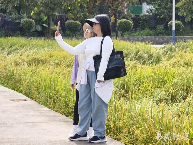 番禺区这片稻田变身网红打卡地，地铁直达“金色浪漫”游客纷至沓来