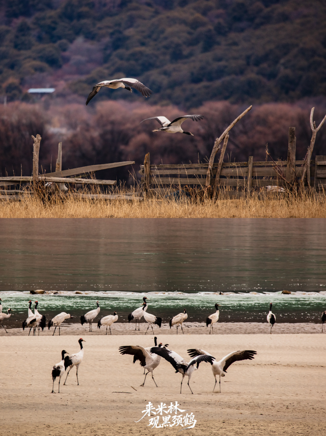 这个冬天，一定要来西藏看……