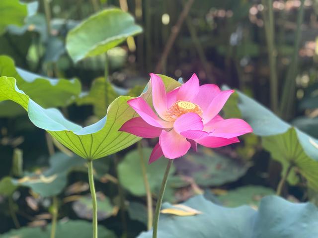 夏日西湖，8月9日。