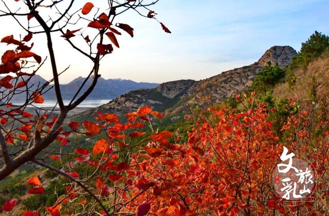 拾一片红叶，藏一季秋光，共赏威海秋日限定美景