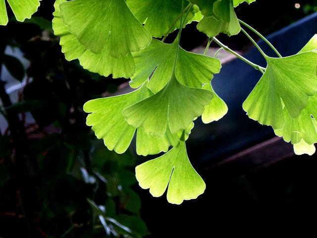 花木春秋322：银杏 | 植物界的活化石