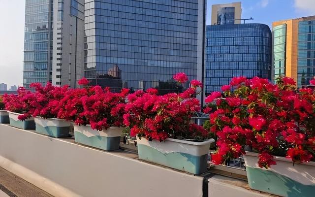 进博会倒计时！这些场所装扮一新，你打卡了吗？