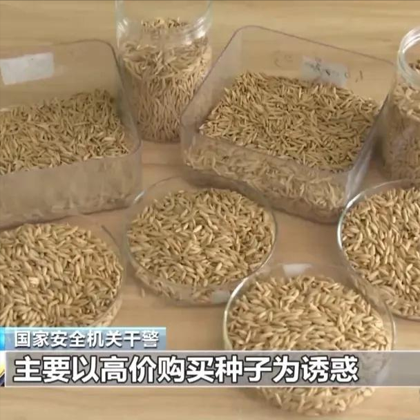 境外间谍盯上中国粮食安全"命根子"！几粒种子能动摇14亿人饭碗？