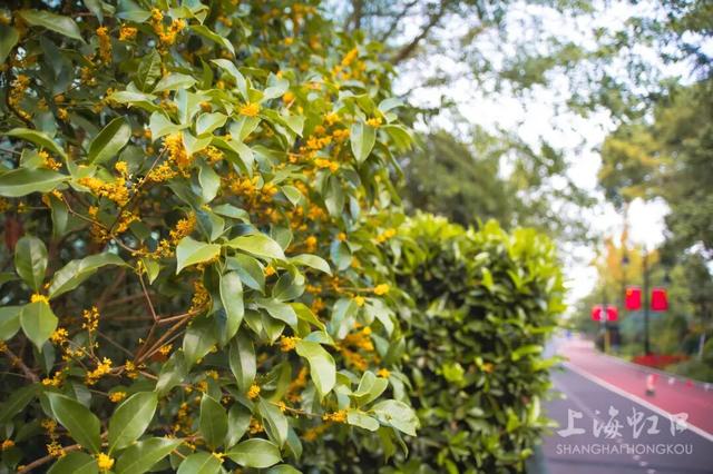 满城甜香，速赏桂花！莫要错过这迟来的秋日芬芳