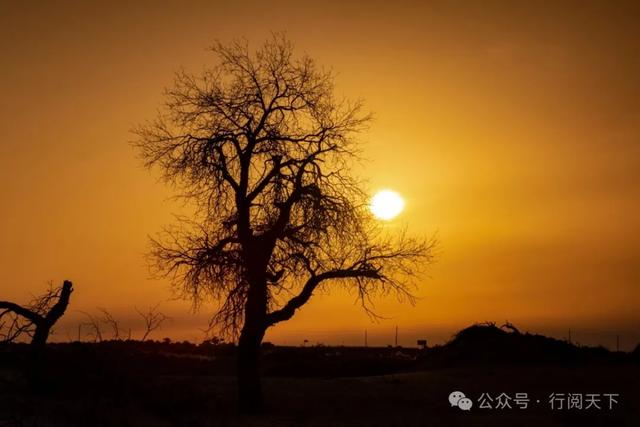额济纳，额济纳，秋天必须要去额济纳，与金色胡杨林相遇