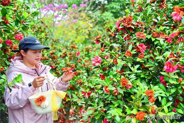 元旦三水南山：一日跨四季，赏花，观烟花，在花香与璀璨中迎新岁