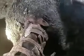 “顶级机油手”为民除害500斤的野猪下货！30只条猎狗损失2条图片