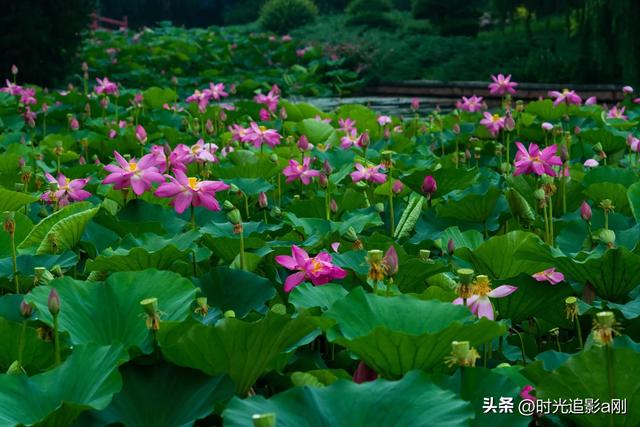 荷叶叠翠，荷花吐艳，夏日盛景入眼来！