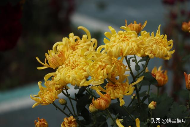 小区里的“菊展”，家门口的美景