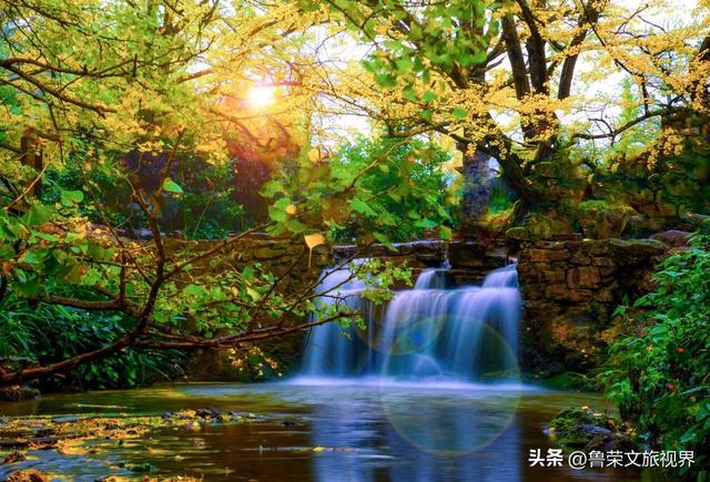 南方四境藏金秋：四大银杏秘境的温柔时光