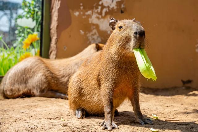 山东有自己的“疯狂动物城”!