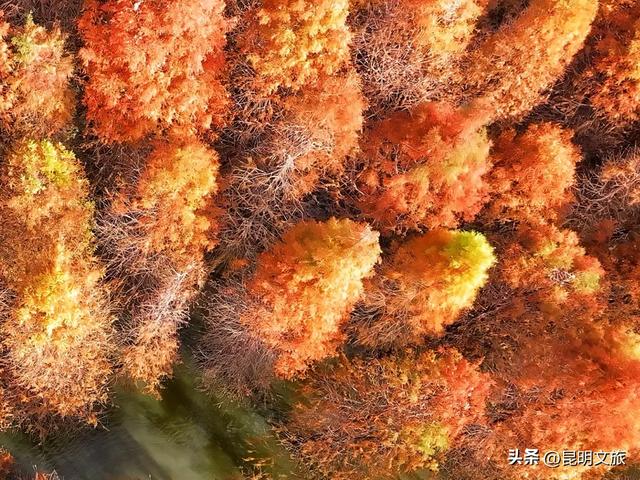 初冬氛围感出片计划,走起!昆明这份打卡攻略速速收藏→