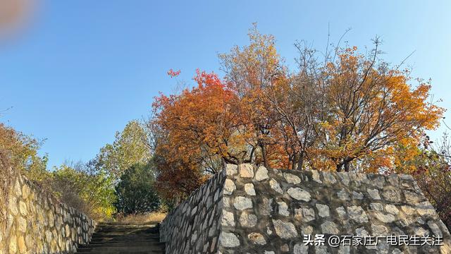 霜叶满阶红！石家庄市公园广场、水系沿线黄栌进入最佳观赏期