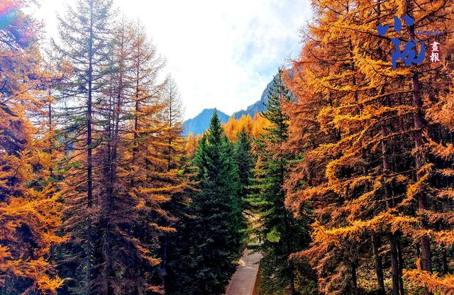 【小陇画报·439期】舟曲：绚丽赛尔布 斑斓满眼秋