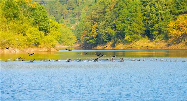 湖光山色 + 野鸭嬉戏！垫江迎风湖的初冬美景藏不住啦～