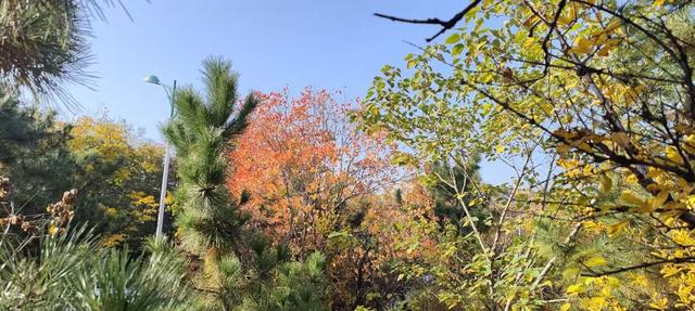 寻美薛城丨初冬最美的树！红叶似火满树红，乌桕树便是季节打翻的调色盘！