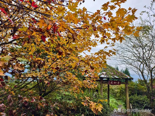四川行(73)什邡红枫岭徒步到钟鼎寺
