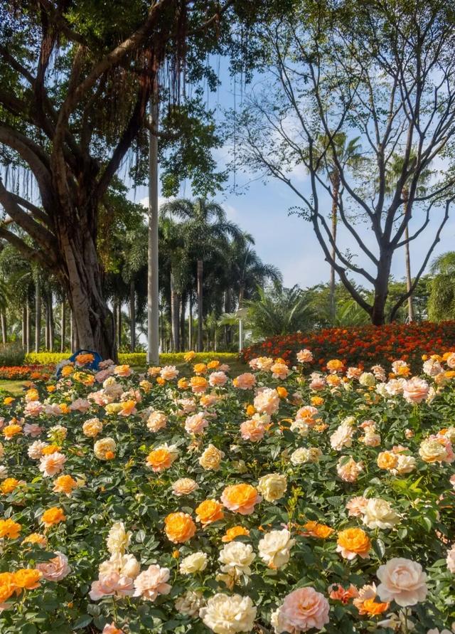 漫步前海：邂逅花海、踏浪听风，在摩天轮下收藏一城浪漫