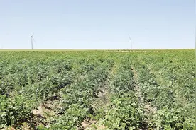 环县：马铃薯管护忙 助农增收添“薯”光图片