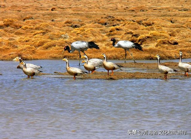 黄叶、秋风与斜阳,玉树的秋藏着你要的绚烂与深沉