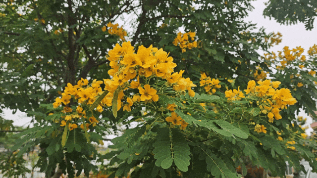 秋意浓，花开正艳！这周末，来东莞万江赏花秋游吧！