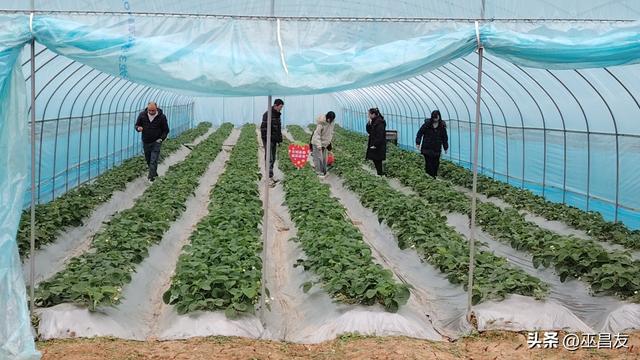 成都东部新区莓语田园的静好时光