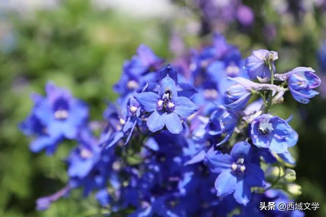 散文写人生｜寻踪河西 金昌行记 文图/张耀宇