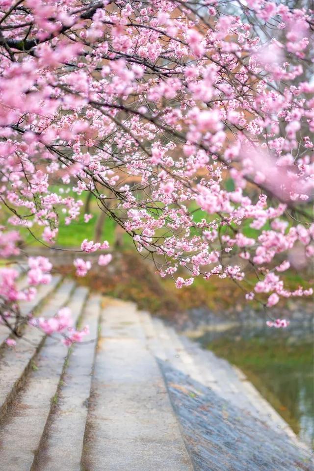 报！南京的樱花已经美成这样了