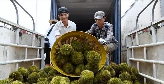 失去中国市场后，大量水果烂地里卖不出去，现在开始后悔得罪中国